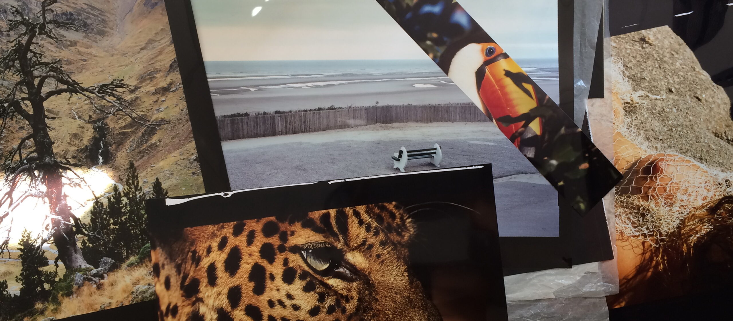 ClipDrop : la plateforme de retouche d'images de Stability AI
